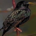 image of bird
