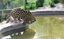 image of jaguar_car