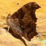 image of animal