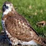 image of bird