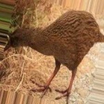 image of bird