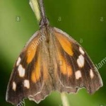 image of animal
