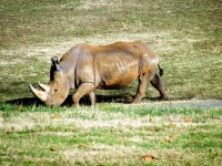 image of animal