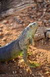image of animal
