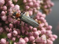 image of long_horned_beetle