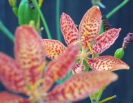 image of flower