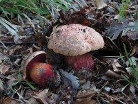 image of mushrooms
