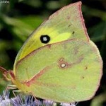 image of animal