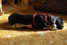 image of basset