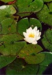 image of water_lilly