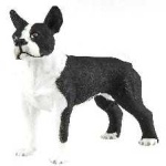 image of boston_terrier #25