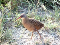 image of bittern