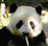 image of giant_panda