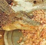 image of animal