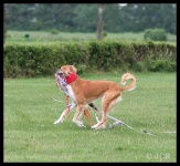 image of saluki