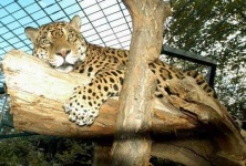 image of jaguar_car