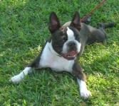 image of french_bulldog #7