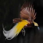 image of bird
