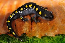 image of spotted_salamander