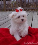 image of toy_poodle