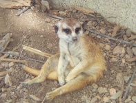 image of meerkat