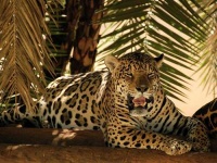 image of jaguar_car