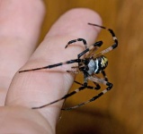 image of black_and_gold_garden_spider #18