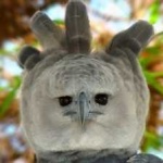 image of bird