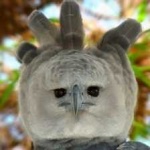 image of harpy_eagle #24