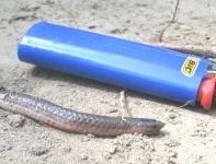 image of thunder_snake