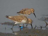 image of red_backed_sandpiper #26