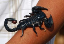 image of scorpion
