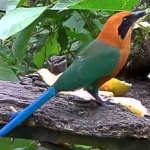 image of bird