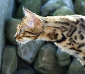image of jaguar_car