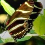 image of animal