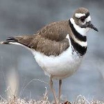 image of bird
