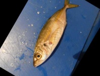 image of fish