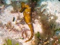 image of sea_horse