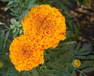 image of flower