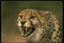image of animal