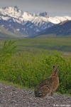 image of hare