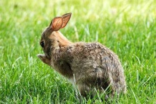 image of wood_rabbit