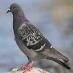 image of bird
