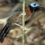 image of bird