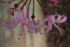 image of flower