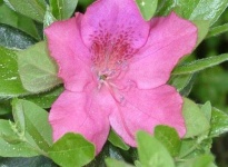 image of azalea #3