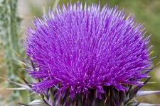 image of cardoon