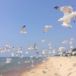 image of seagull