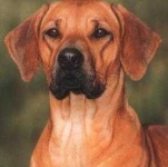 image of rhodesian_ridgeback