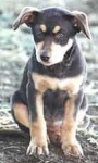 image of kelpie